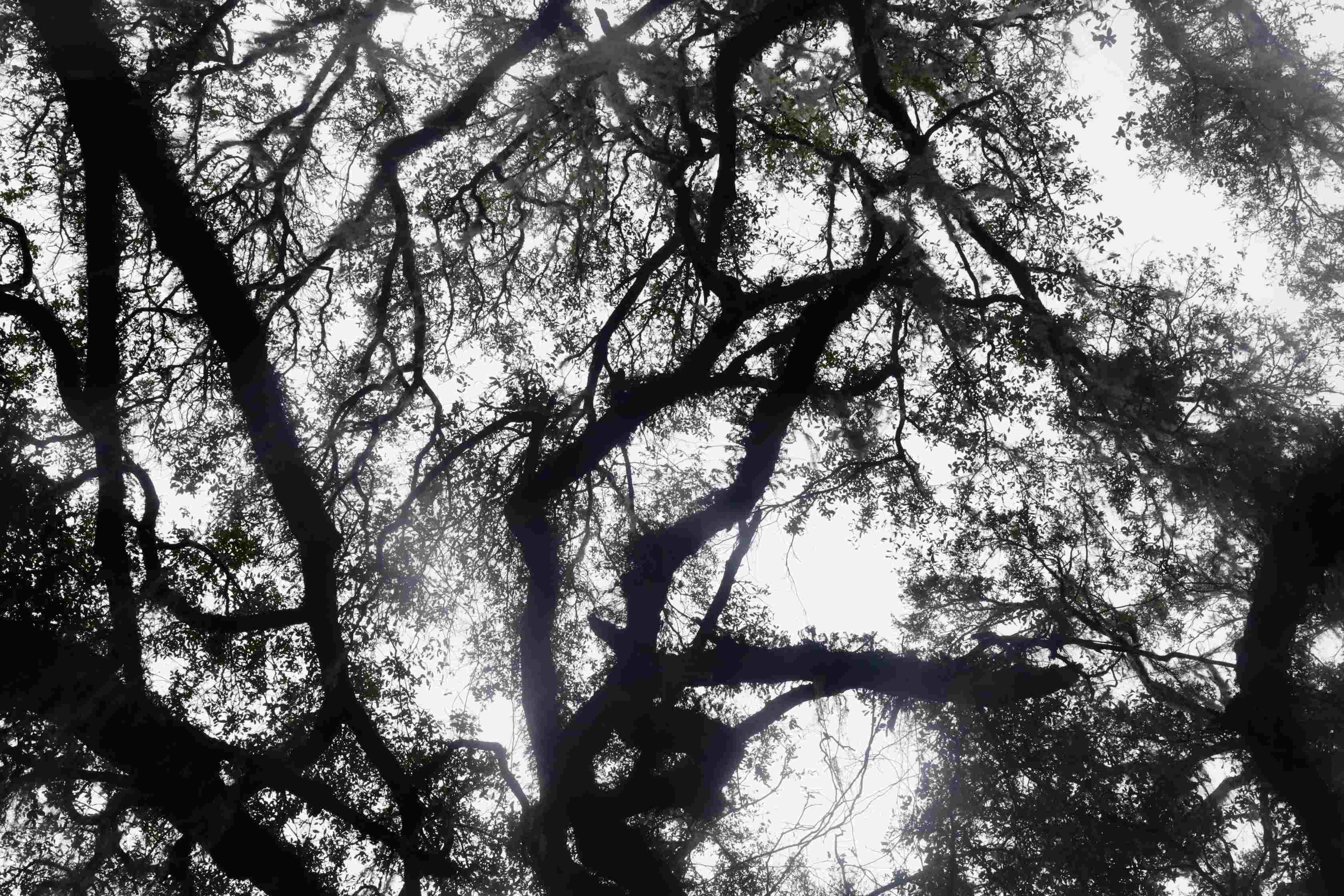 Tree canopy